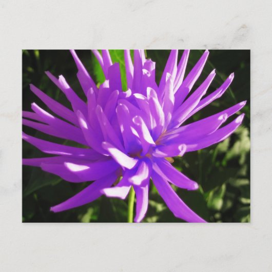 Lila Dahlie Postkarte (Vorderseite)
