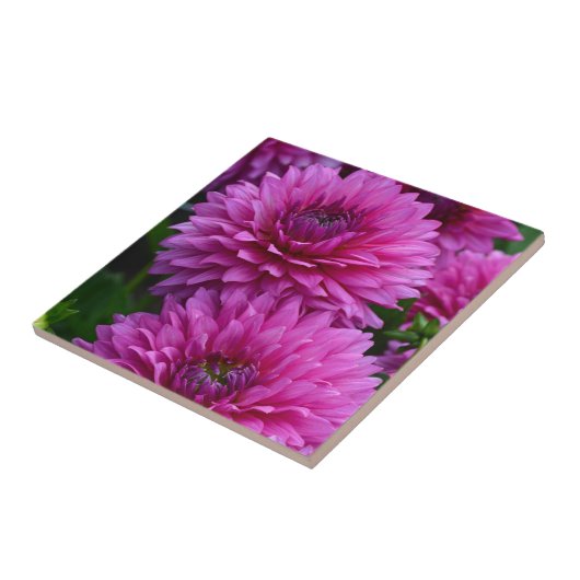 Lila Dahligebirggarten Fliese (Seite)