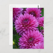 Lila Dahligebirggarten Postkarte (Vorne/Hinten)