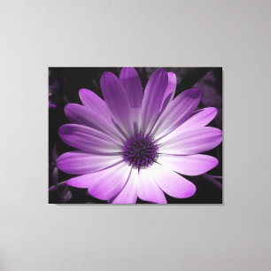 Lila Daisy Blume Canvas Print Leinwanddruck