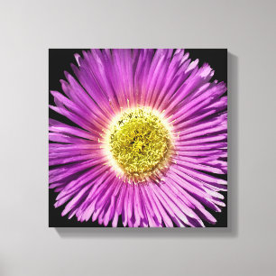 Lila Daisy Blume Closee-up Boho Fröhliche Blüte Leinwanddruck