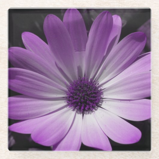 Lila Daisy Blume Glass Untersetzer (Vorderseite)