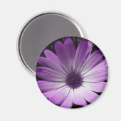 Lila Daisy Blume Magnet (Vorderseite/Rückseite)
