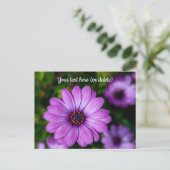 Lila Daisy Blume Postkarte (Stehend Vorderseite)