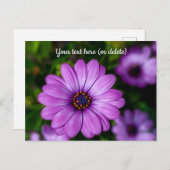 Lila Daisy Blume Postkarte (Vorne/Hinten)