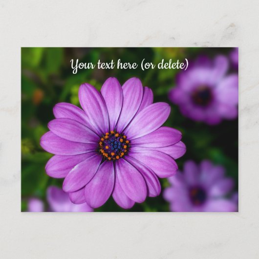 Lila Daisy Blume Postkarte (Vorderseite)