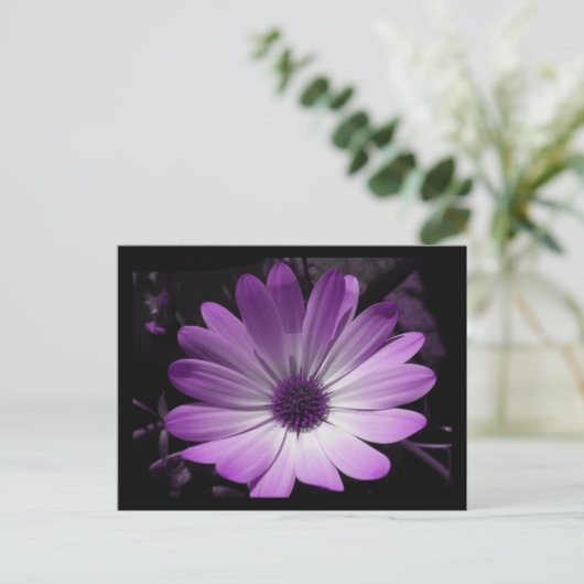 Lila Daisy Blume Postkarte (Stehend Vorderseite)