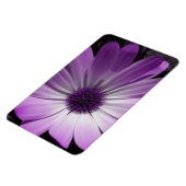 Lila Daisy Blume Premium Magnet (Linke Seite)