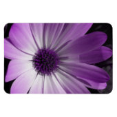 Lila Daisy Blume Premium Magnet (Horizontal)
