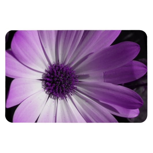 Lila Daisy Blume Premium Magnet (Horizontal)