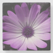 Lila Daisy Blume Stone Untersetzer (Vorderseite)