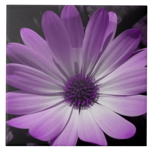 Lila Daisy Blume Tile Fliese (Vorderseite)
