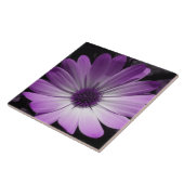 Lila Daisy Blume Tile Fliese (Seite)