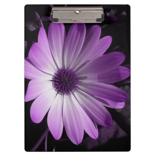 Lila Daisy-Blume-Zwischenablage Klemmbrett (Vorderseite)