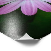 Lila Daisy Foto Wallart (Ecke)