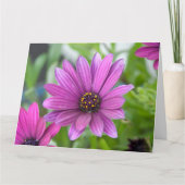 Lila Daisy Karte (Vorderseite)