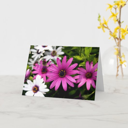 Lila Daisy Karte (Gelbe Blume)