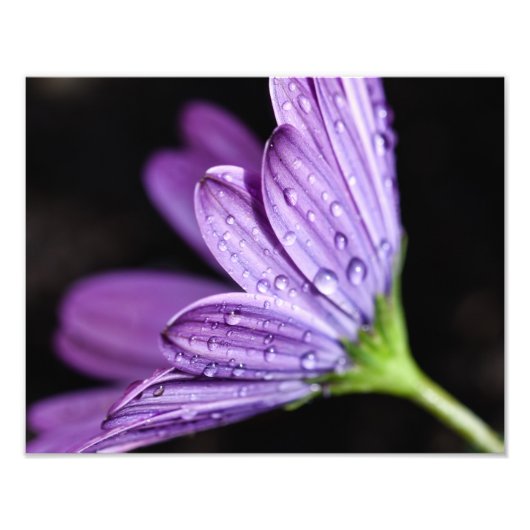 Lila Daisy Osteospermum-Blume Fotodruck (Vorne)