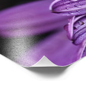 Lila Daisy Osteospermum-Blume Fotodruck (Ecke)