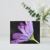 Lila Daisy Osteospermum-Blume Postkarte (Stehend Vorderseite)