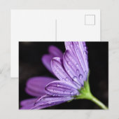 Lila Daisy Osteospermum-Blume Postkarte (Vorne/Hinten)