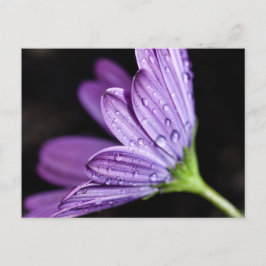 Lila Daisy Osteospermum-Blume Postkarte