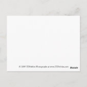 Lila Daisy Postcard-Geschenke Postkarte (Rückseite)