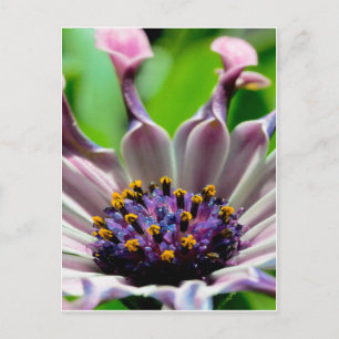 Lila Daisy Postcard-Geschenke Postkarte