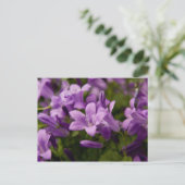 Lila Dalmatiner Bellblumen Postkarte (Stehend Vorderseite)