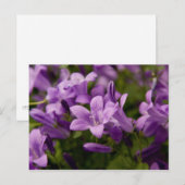 Lila Dalmatiner Bellblumen Postkarte (Vorne/Hinten)