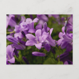 Lila Dalmatiner Bellblumen Postkarte