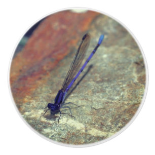 Lila Damselfly auf dem Felsen Nah nach oben  Keramikknauf