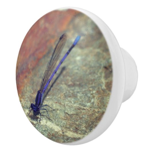 Lila Damselfly auf dem Felsen Nah nach oben  Keramikknauf (Rechts)