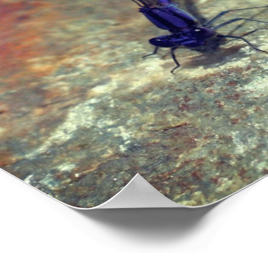 Lila Damselfly auf dem Felsen Nah nach oben Poster (Ecke)