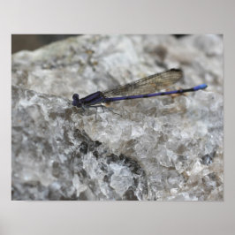 Lila Damselfly auf Quarzfelsinsekt Poster