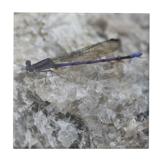 Lila Damselfly auf Quarznatur Fliese (Vorderseite)