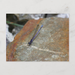 Lila Damselfly-Natur-Fotografie-Postkarte Postkarte