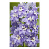 Lila Delphinium Blüten Fotodruck (Vorne)