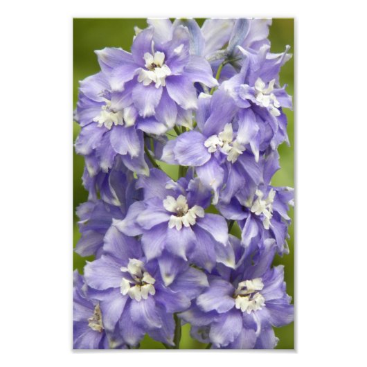 Lila Delphinium Blüten Fotodruck (Vorne)