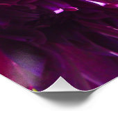 Lila Dhalia Blume Perfektes Poster (Ecke)