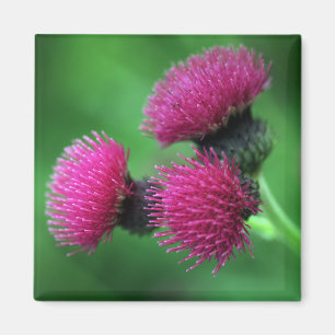 Lila Distel-Blume Magnet