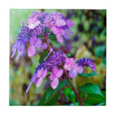 Lila Drehung und Shout Hydrangea-Blume Fliese (Vorderseite)