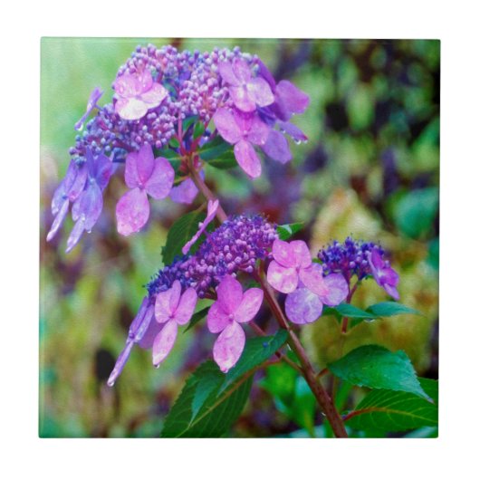 Lila Drehung und Shout Hydrangea-Blume Fliese (Vorderseite)