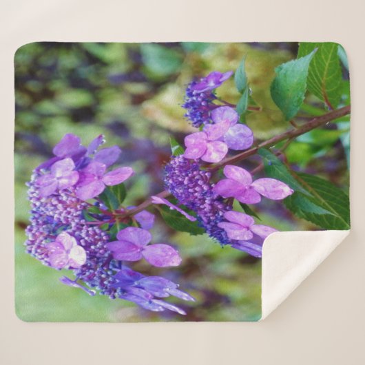 Lila Drehung und Shout Hydrangea-Blume Sherpadecke (Vorderseite (Horizontal))