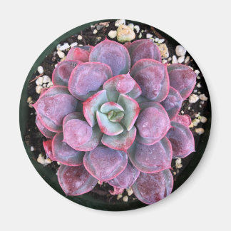 Lila Echeveria Raindrops Sukkulent Magnet