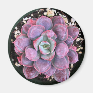 Lila Echeveria Regentropfen saftig Magnet
