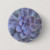 Lila Echeveria-Sukkulatur Button (Vorderseite)