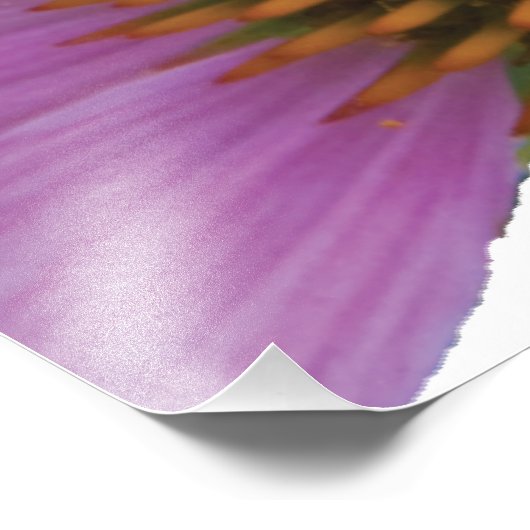Lila Echinacea Fotodruck (Ecke)