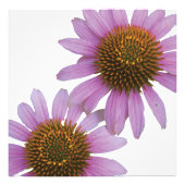 Lila Echinacea Fotodruck (Vorne)