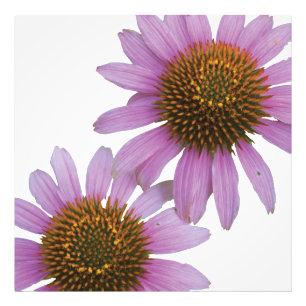 Lila Echinacea Fotodruck
